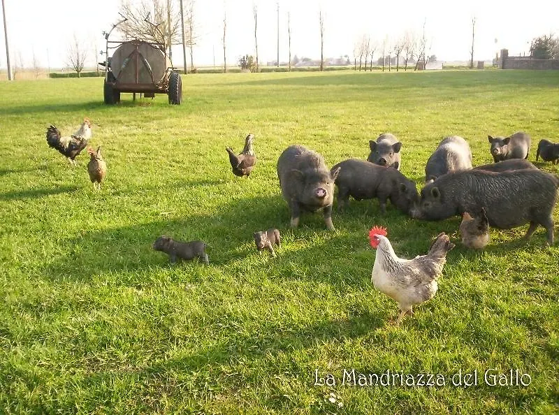 Farmstay Agriturismo La Mandriazza Del Gallo Iolanda di Savoia